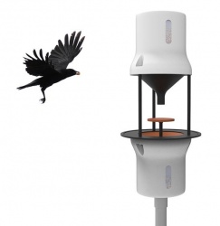 Crows exchange cigarette butts for food - Dutch startup